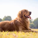 Die „10 besten“ Hunde